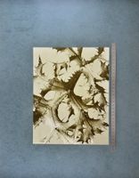 Fotografie Albert Renger-Patzsch, Compos