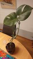 Monstera Deliciosa