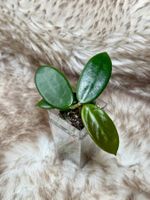 Hoya vangviengiensis