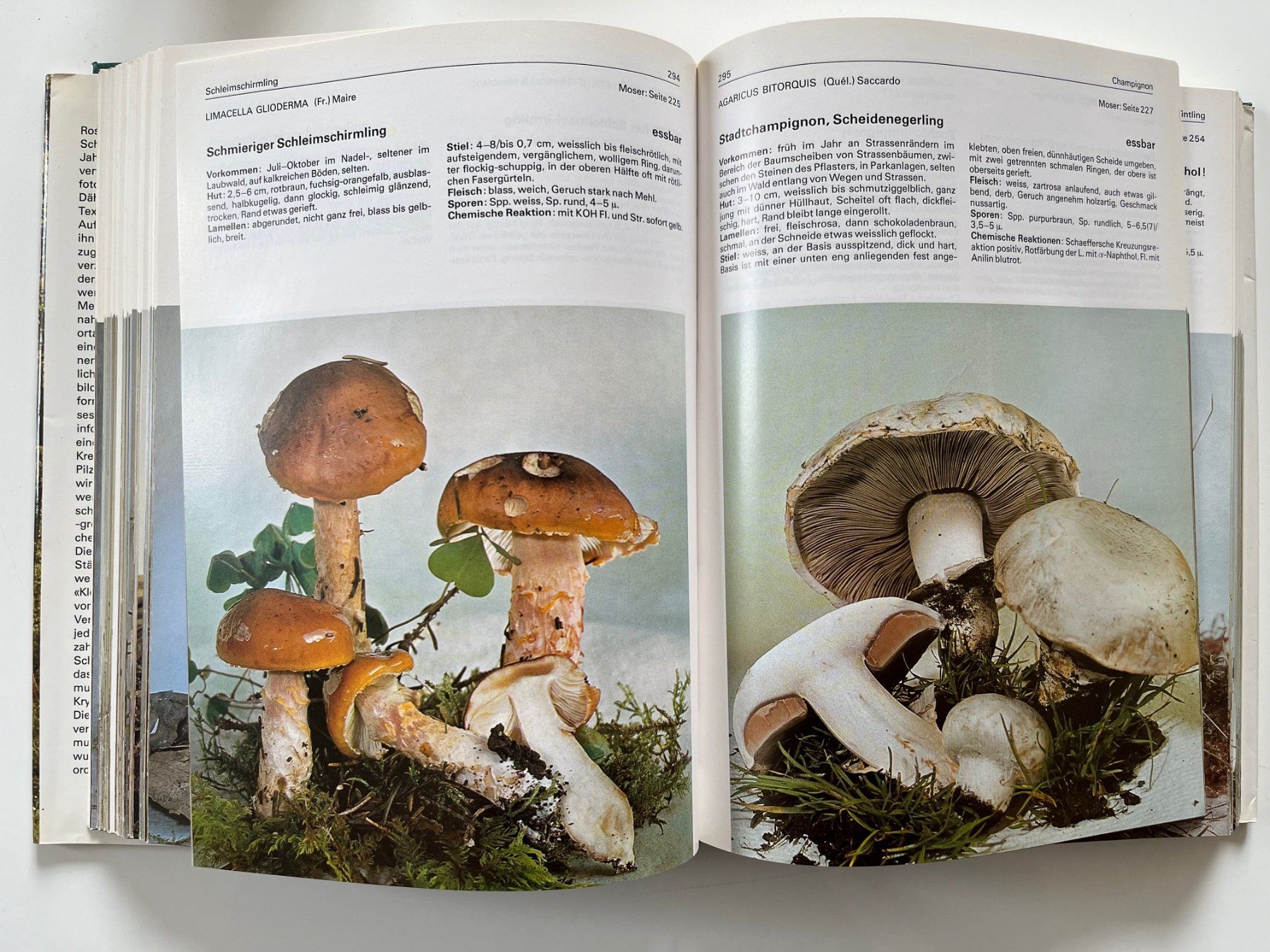 Libri: 700 Pilze in Farbfotos – Usato da Laufen venduto da Nuria44 3