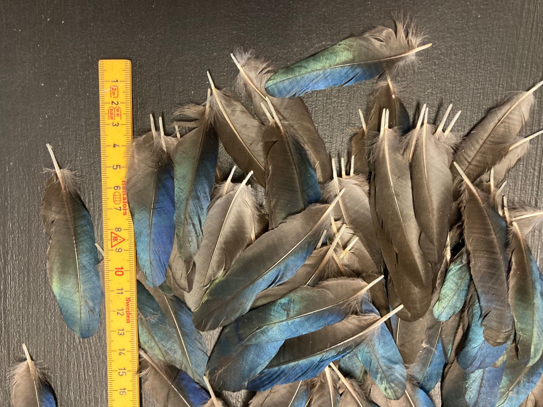 Welt der Tiere: Elsterfedern – Gebraucht aus Grosswangen von arum01 2
