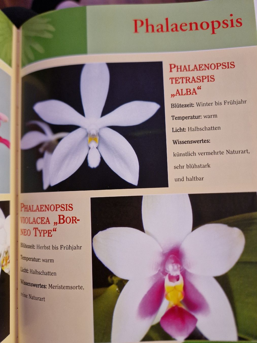 Libri: Buch Orchideen – Usato da Thayngen venduto da Lan222 5