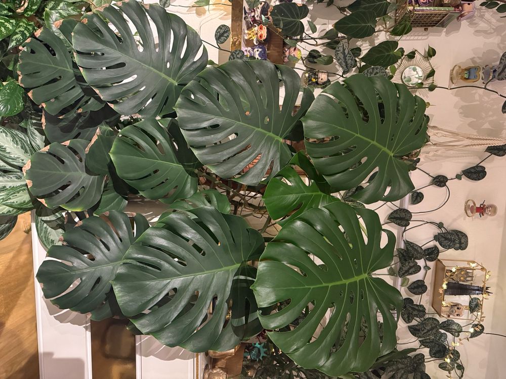 monstera deliciosa xxl (Gebraucht) in Flawil fr CHF 50  nur Abholung auf  Ricardo kaufen