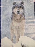 Husky im Schnee In Wildness is the preservation of the World