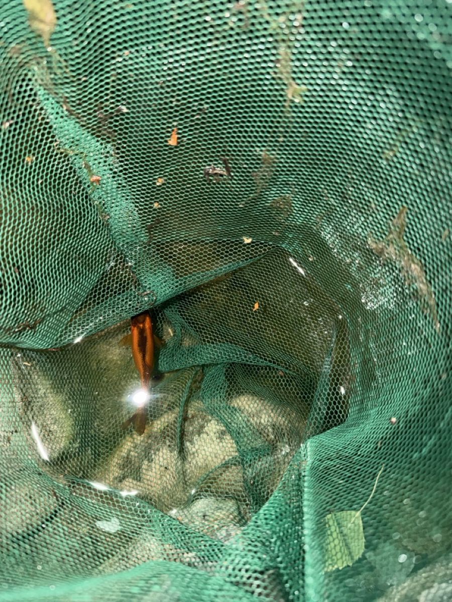 Sonstiges Zubehör: Goldfisch – Gebraucht aus Münchenbuchsee von rob_6sw2