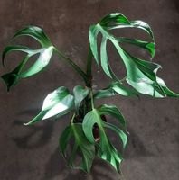 🔥 Echte Rarität: Etablierte Monstera Burle Marx Flame
