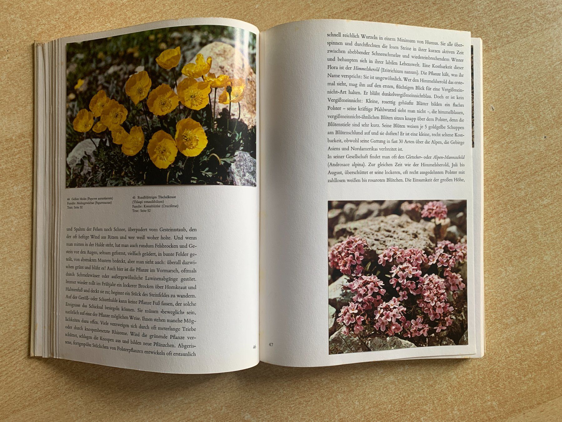 Bücher: Buch "Alpenblumen" – Gebraucht aus Flums von finn1975 3