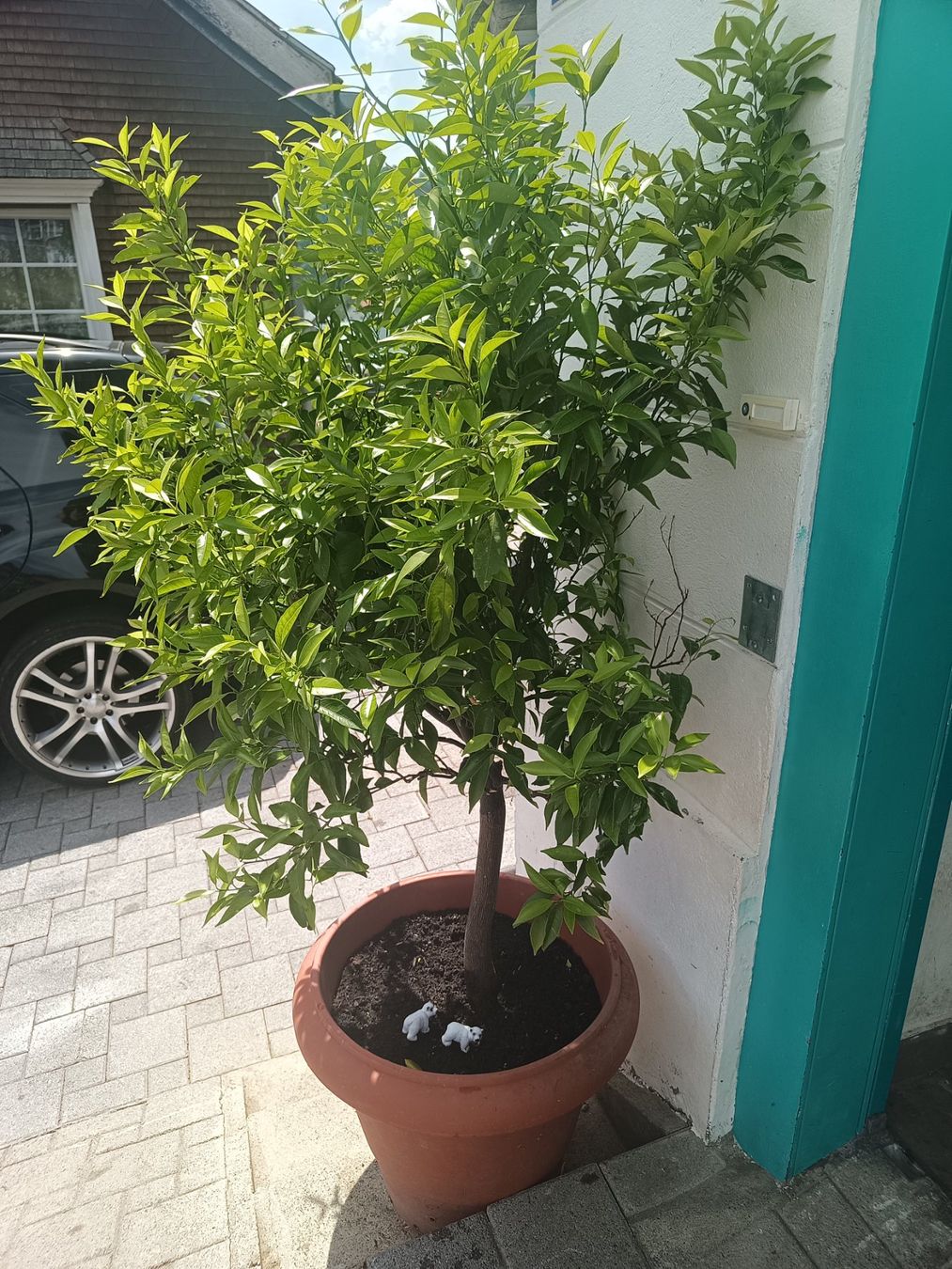 Pflanzen & Samen: Mandarinenbaum – Gebraucht aus Oberegg von A-Z.Handel.Loehrer 1
