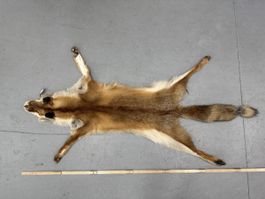 Schweizer Rotfuchs Fuchsfell „neuwertig“ NR5
