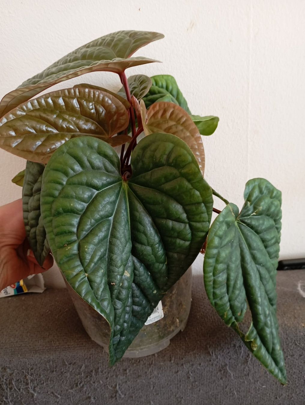 Piante & sementi: anthurium radicans x luxurians – Nuovo e nell'imballaggio originale da Mönchaltorf venduto da engel3333 1