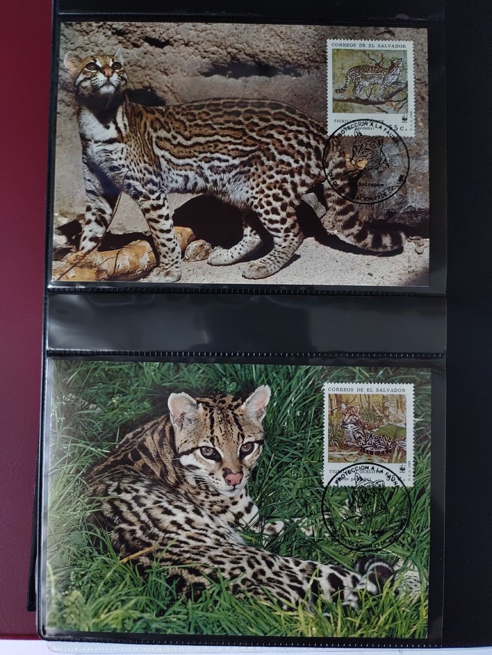 Tutti i francobolli: WWF Ozelot Langschwanzkatze Briefmarken Sammlung – Nuovo (secondo la descrizione) da Greifensee venduto da Retepw 9