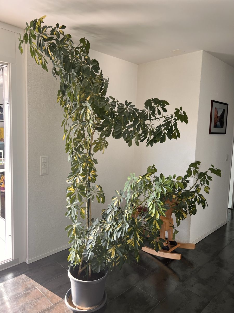 Pflanzen & Samen: Schefflera Plant  – Gebraucht aus Winkel von Maria1525 1