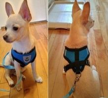 15 Stück Hunde, Katzenhalter Geschirr Fabrikneu! vier Farben