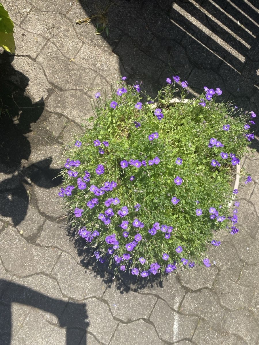 Piante & sementi: Garten – Usato da Krummenau venduto da Schmudel 3