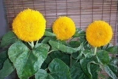 Giocattoli: Ours en Peluche ! 10g – Nuovo e nell'imballaggio originale da Bremblens venduto da FIBONACCI369 2