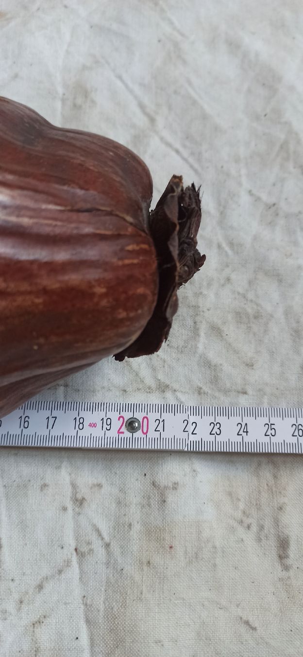 Tutte le decorazioni: Fruit séché forme ovale couleur brune, objet de décoration – Usato da Leysin venduto da mostroboy 1