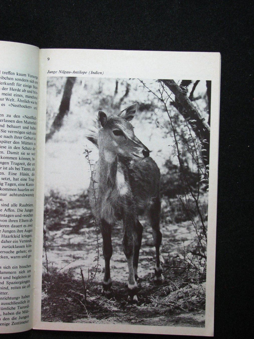 Libri: SJW 1403 Willi Dolder Tier-Kinderstuben EA 1977 – Usato da Reitnau venduto da Zaomir 5