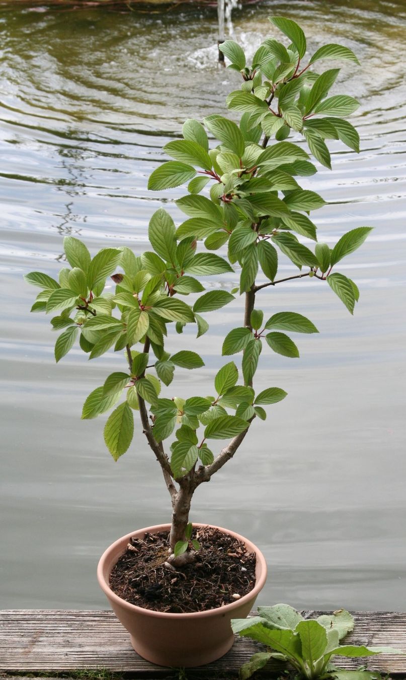 BONSAI - Winter-Schneeball (Neu (gemss Beschreibung)) in Gretzenbach fr  CHF 62  nur Abholung auf Ricardo kaufen