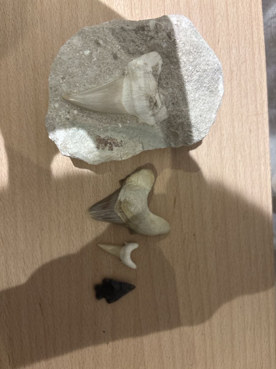 Fossili: Haaifischzahn Fossilien Set – Nuovo (secondo la descrizione) da Anglikon venduto da raf_7sml