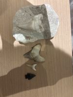 Haaifischzahn Fossilien Set