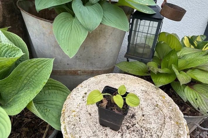 Piante & sementi: Hosta Lime Lisa – Usato da Lajoux JU venduto da Briard0 1