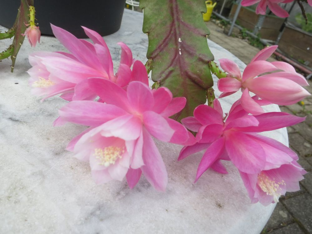 wie topft man einen kaktus um Tipps zur Pflege deiner Pflanze : Cactus  PflanzenFuerAlle