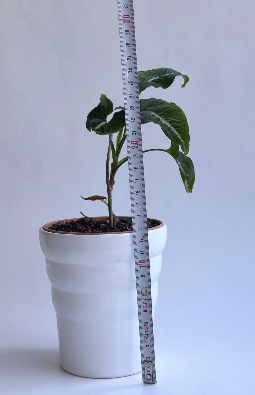 Piante & sementi: Syngonium wendlandii***** – Nuovo (secondo la descrizione) da Dübendorf venduto da Orchid18 2