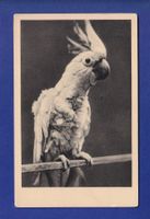 OISEAU - Cacatoes