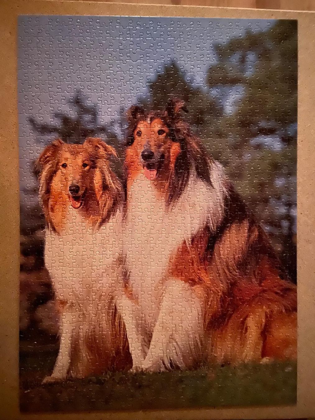 Ravensburger Puzzle: Puzzle 1000 zwei Collies Ravensburger – Usato da Rafz venduto da Powacaddy 2