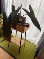 Philodendron Atabapoense in Substrat 1