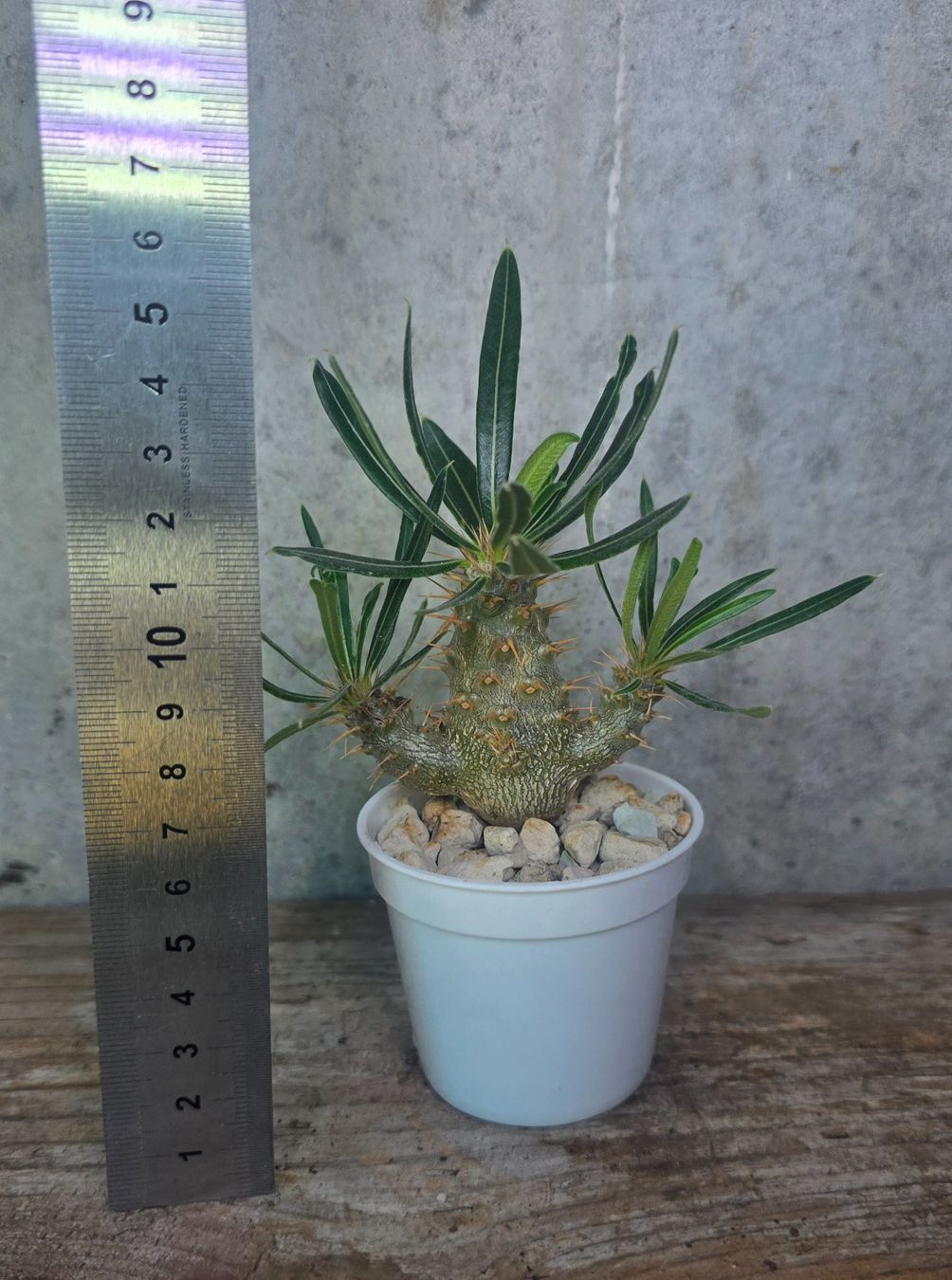 Piante & sementi: Pachypodium rosulatum – Usato da St.Erhard venduto da Plumilandschweiz 1
