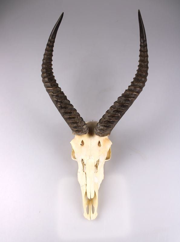 Altre raccolte & rarità: Trophäe einer Afrikanischer Springbock Antilope – Usato da Rüti ZH venduto da Restwert_Rueti_ZH 1