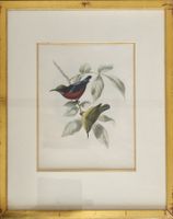Lithographie Vögel auf Ast mit Blättern, Gold gerahmt