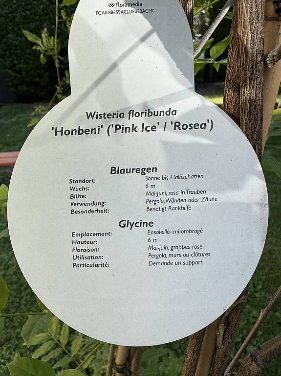 Plantes & graines: Blauregen/Glycine mit winterfestem Topf – D'occasion à Bern par iksworbmod 3