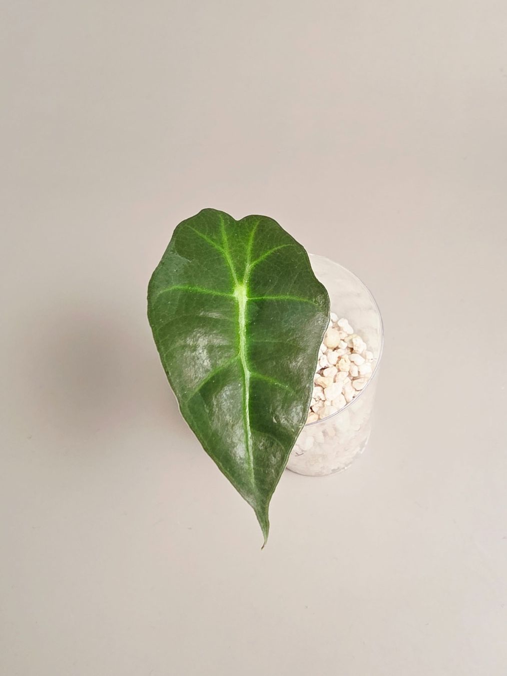 Piante & sementi: Alocasia polly – Nuovo (secondo la descrizione) da Gerolfingen venduto da Azora