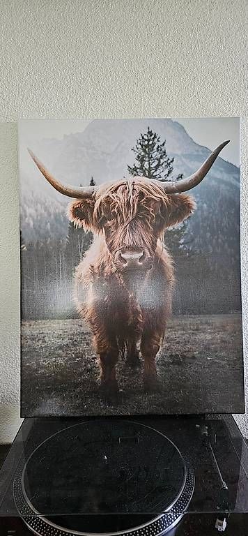 Poster & Bilder: Kuhbild – Gebraucht aus Rickenbach LU von jess8421