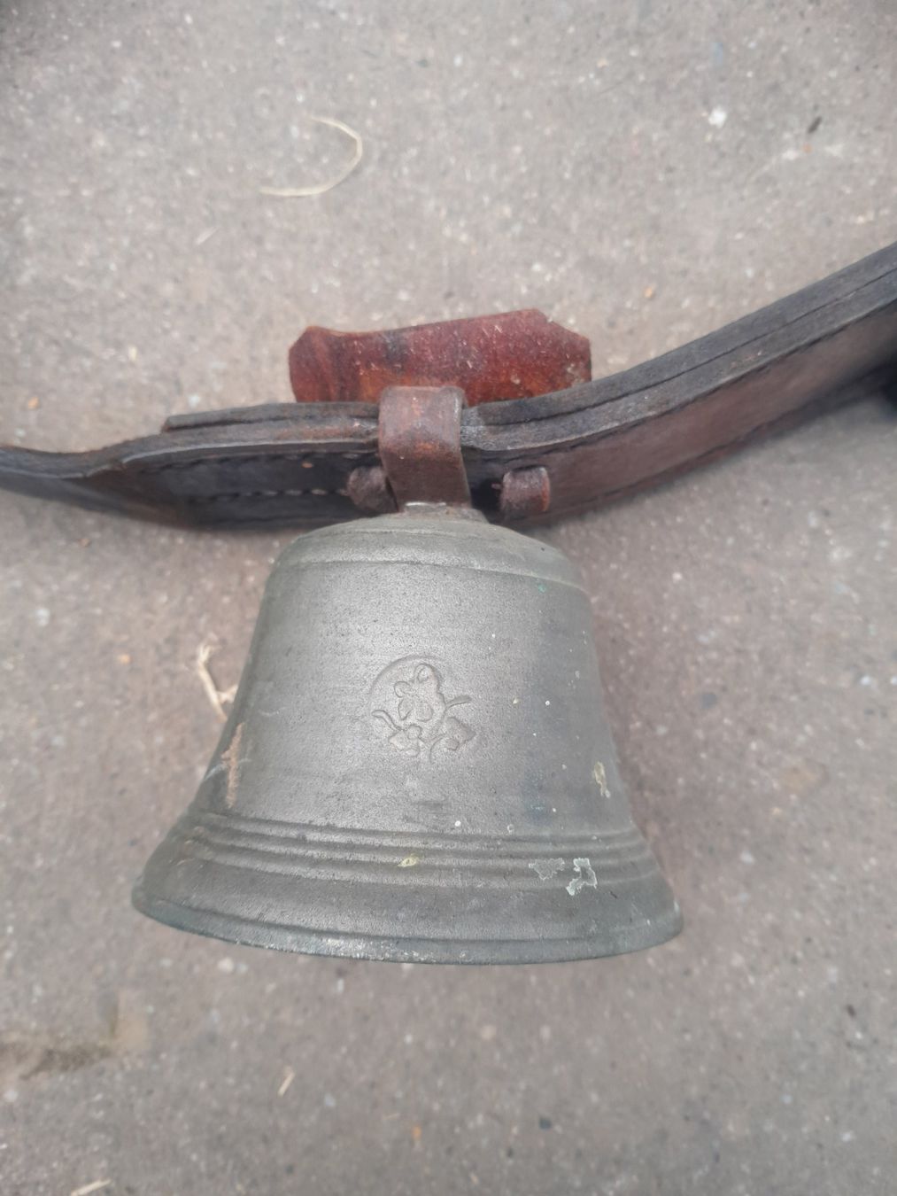 Campanacci mucche: Kuhglocke – Usato da Wetzikon ZH venduto da mar_mh5m 1