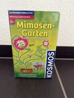 Mimosen Garten zum selber pflanzen
