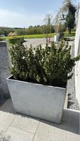 Grosser Buchsbaum im Topf - Immergrün für Ihren Garten!