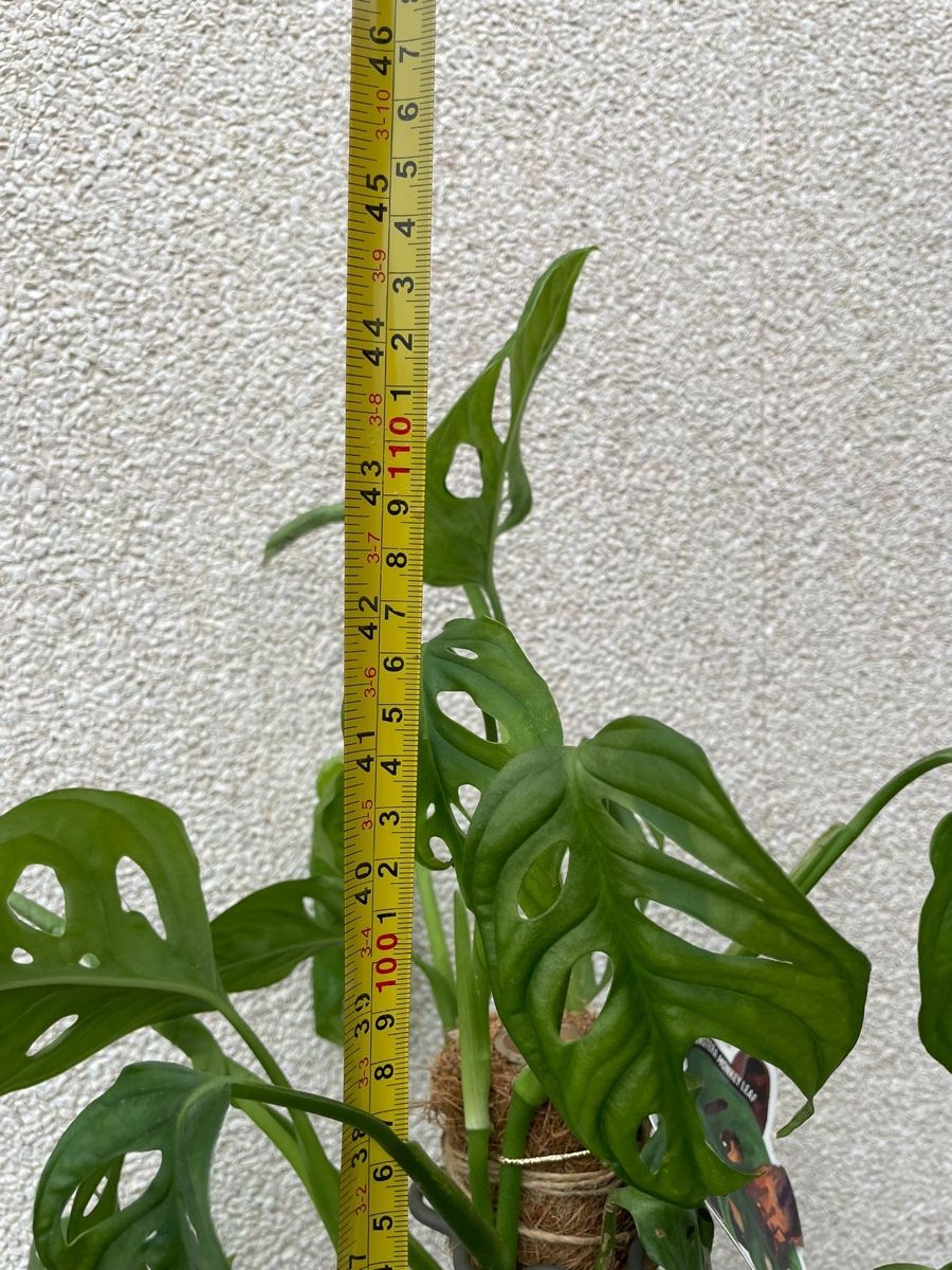 Piante & sementi: Plante – Usato da Delémont venduto da Vendeur_3 1