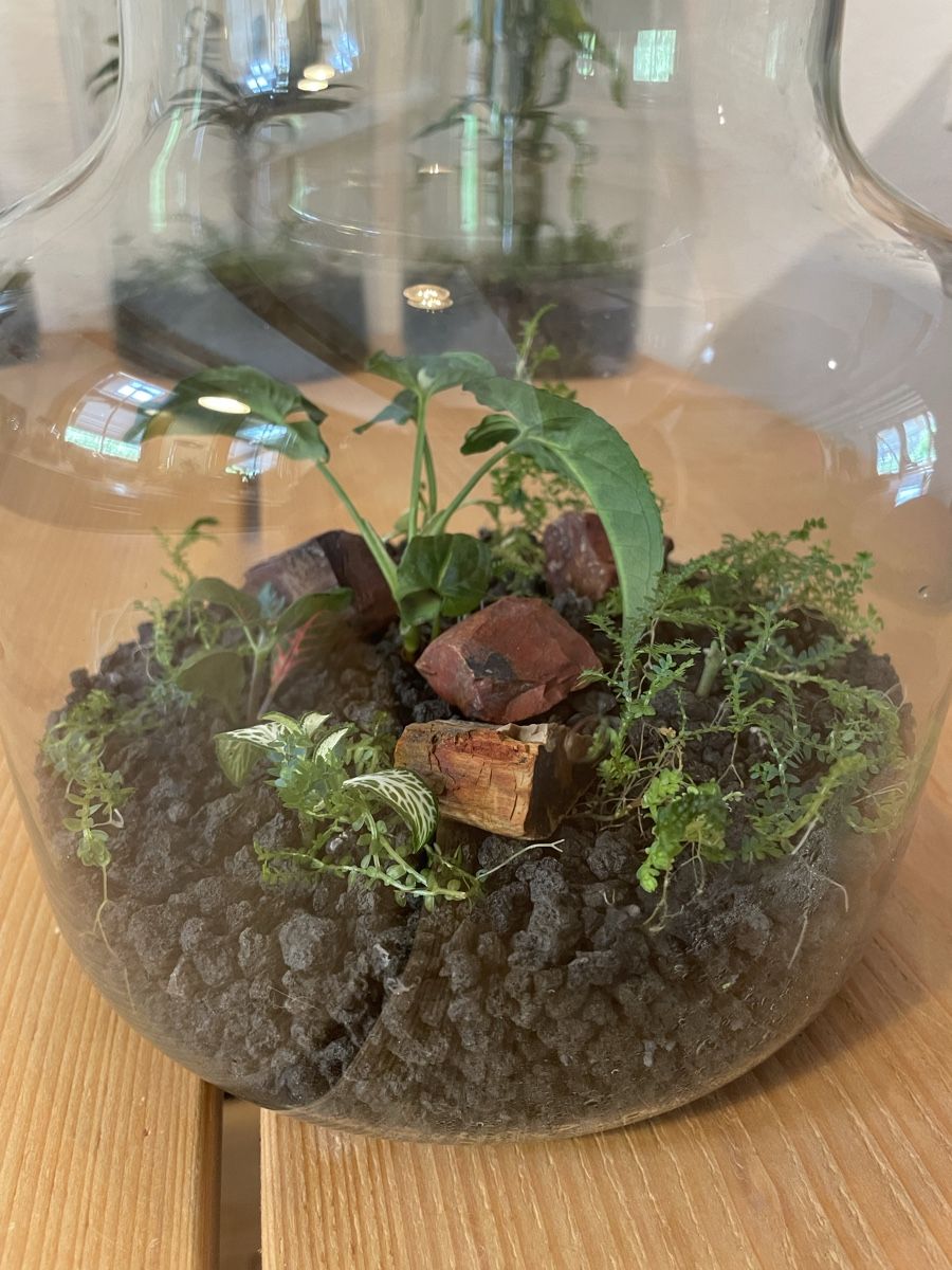 Terrarium: Hol dir deinen eigenen Mini-Dschungel nach Hause! – Neu (gemäss Beschreibung) aus Birwinken von lyo_rvz2 1