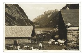 Alpstein (AI) auf Fählenalp - Sennhütten - Schafe - 1937