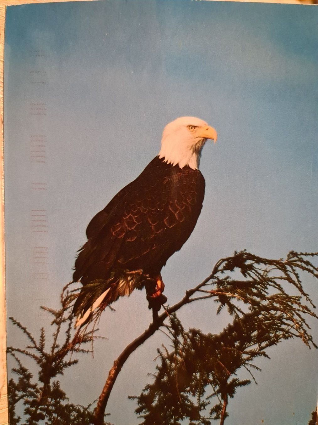 Cartoline postali: Ansichtskarte Adler Kanada – Usato da Dintikon venduto da Vexi