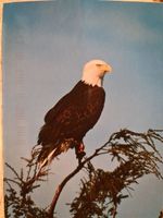 Ansichtskarte Adler Kanada