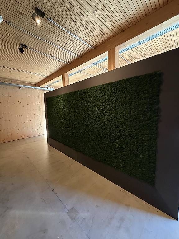 Tutte le decorazioni: Grosse Echtmooswand mit dunklem Rahmen  3,5 × 1,5 Meter – Usato da Wallisellen venduto da 202_9n2x 1
