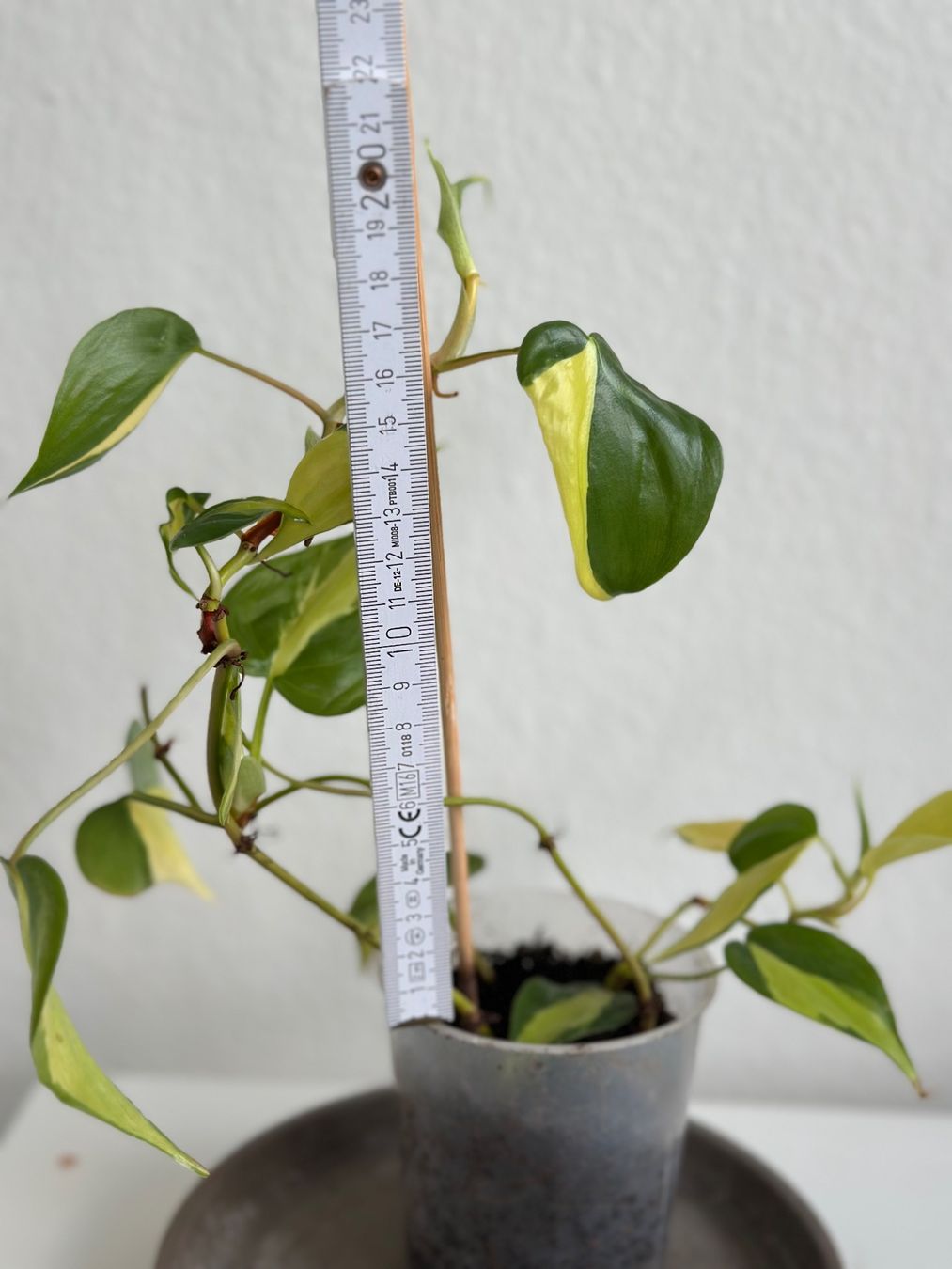 Pflanzen & Samen: Philodendron Scandens (Brasil) – Gebraucht aus Zürich von ong8 3