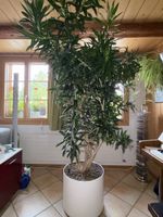 Dracaena Zimmerpflanze gross in weissem Topf gepflegt