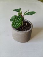 «Spuckpflanze» (Euphorbia leuconeura) mit Topf
