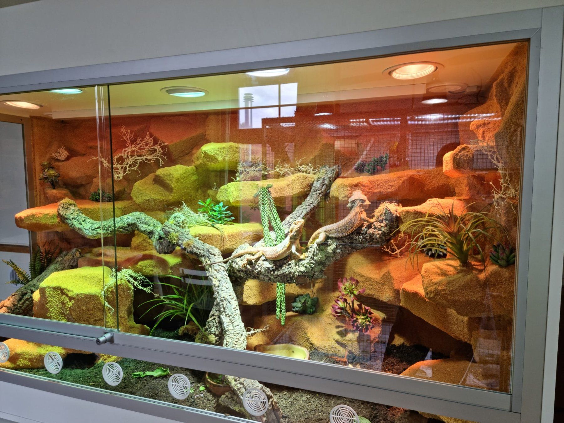 Terrario: Grosses Hoppe Wüstenterrarium – Usato da chur venduto da urs_vrd9