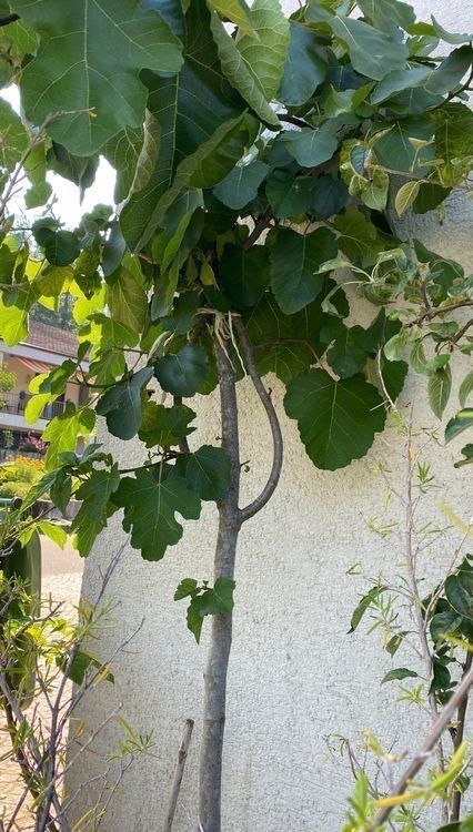 Piante & sementi: Feige Feigenbaum ficus Baum Blumen Pflanzen – Usato da Dottikon venduto da 6571 5